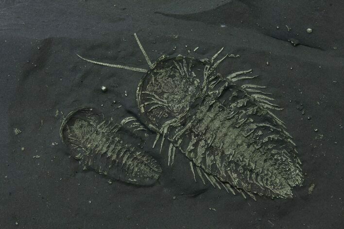 Double Pyritized Triarthrus Trilobite With Legs! - New York #26435